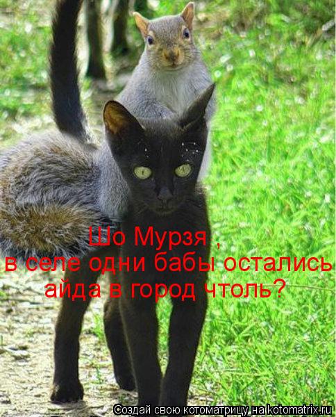 Котоматрица: Шо Мурзя ,  в селе одни бабы остались айда в город чтоль?