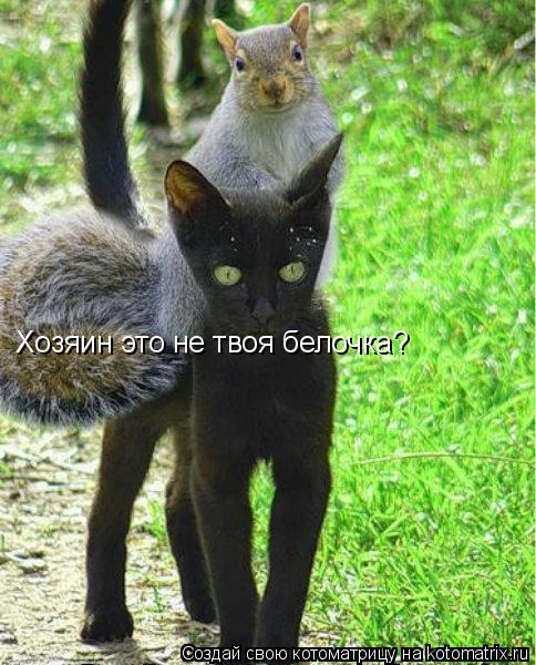 Хозяин это не твоя белочка?... Котоматрица: Хозяин это не твоя белочка?