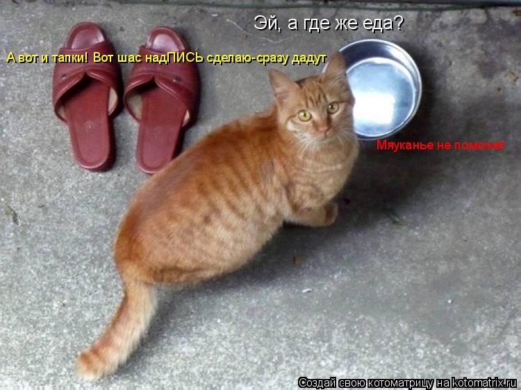 Котоматрица: Эй, а где же еда? Мяуканье не поможет А вот и тапки! Вот шас надПИСЬ сделаю-сразу дадут