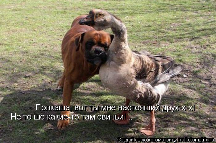 -- Полкаша, вот ты мне настоящий друх-х-х! Не то шо какие-то там свиньи!...... Котоматрица: -- Полкаша, вот ты мне настоящий друх-х-х! Не то шо какие-то там свиньи!...