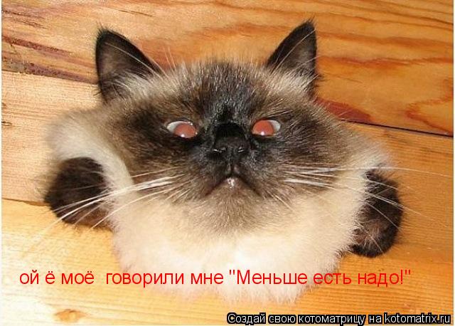 Котоматрица: ой ё моё  говорили мне "Меньше есть надо!"
