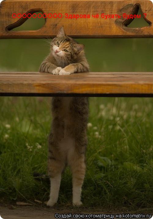 Котоматрица: ОООООООООО Здарова чё бухать будем ?