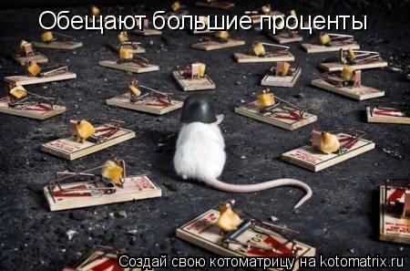 Котоматрица: Обещают большие проценты