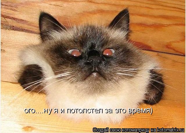 Котоматрица: ого....ну я и потолстел за это время)