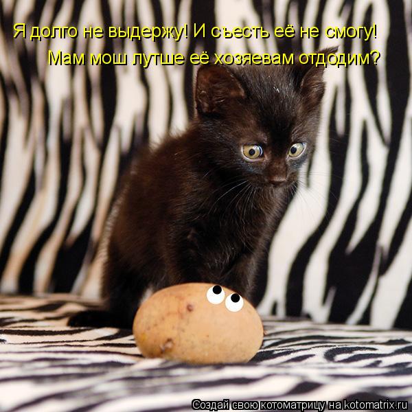 Котоматрица: Я долго не выдержу! И съесть её не смогу! Мам мош лутше её хозяевам отдодим?