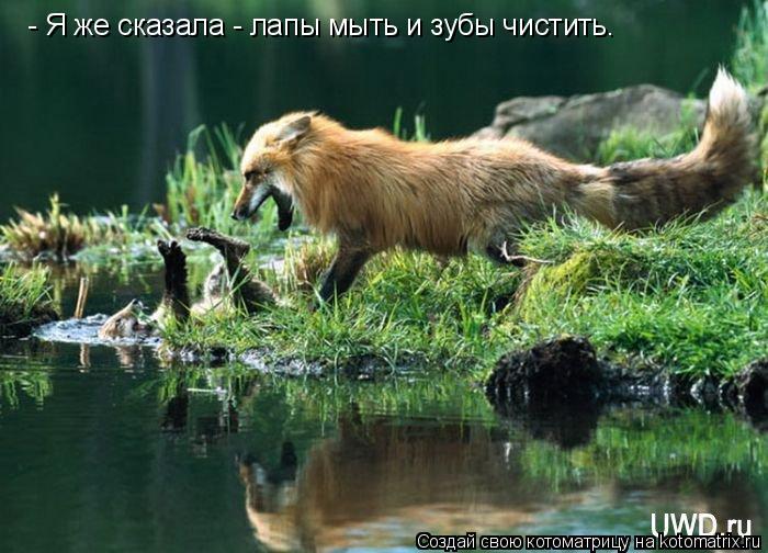 Котоматрица: - Я же сказала - лапы мыть и зубы чистить.