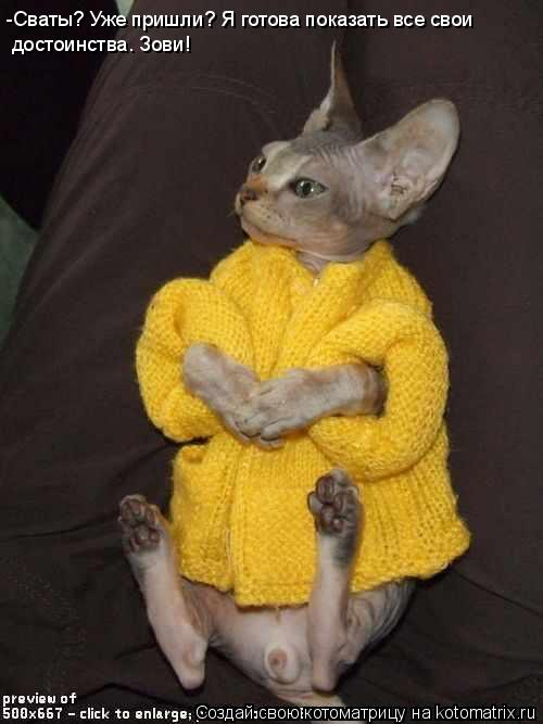 Котоматрица: -Сваты? Уже пришли? Я готова показать все свои  достоинства. Зови!