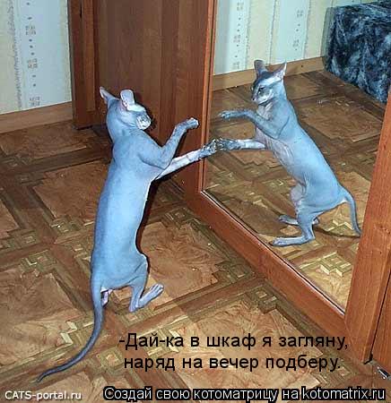 Котоматрица: -Дай-ка в шкаф я загляну, наряд на вечер подберу.
