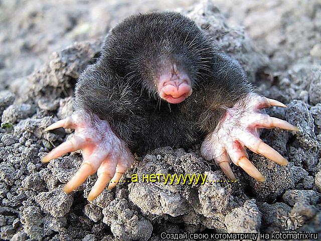 Котоматрица: ......а нетууууууу.........