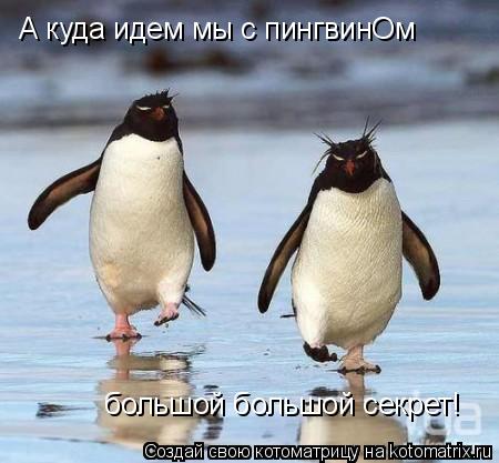 Котоматрица: А куда идем мы с пингвинОм  большой большой секрет!
