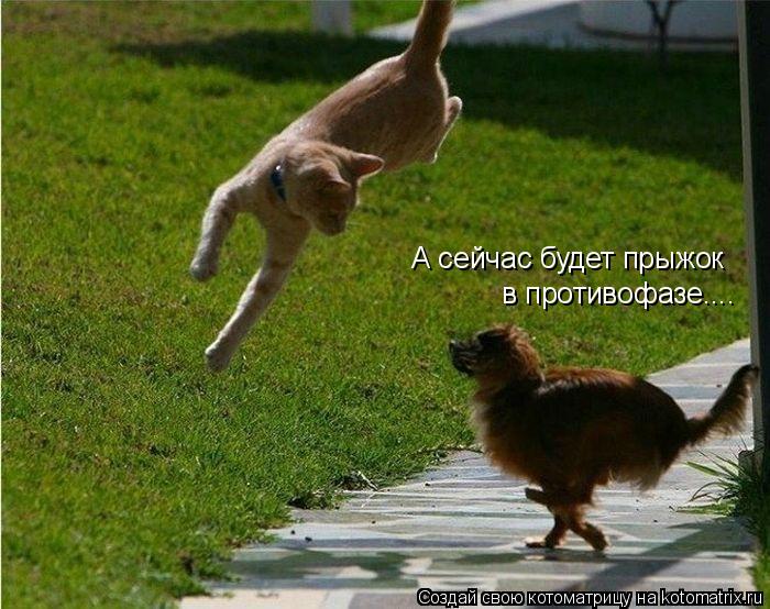 Котоматрица: А сейчас будет прыжок  в противофазе....