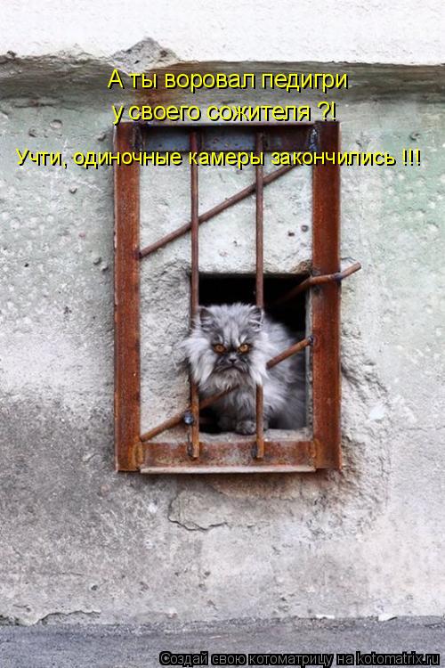 Котоматрица: А ты воровал педигри  у своего сожителя ?! Учти, одиночные камеры закончились !!!