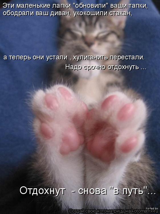 Котоматрица: Эти маленькие лапки "обновили" ваши тапки,  ободрали ваш диван, укокошили стакан,  а теперь они устали , хулиганить перестали. Надо срочно отд