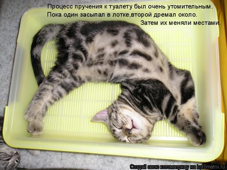 Котоматрица: Процесс пручения к туалету был очень утомительным. Пока один засыпал в лотке,второй дремал около. Затем их меняли местами.