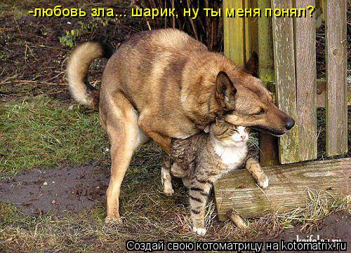 Котоматрица: -любовь зла... шарик, ну ты меня понял?