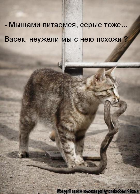 Котоматрица: - Мышами питаемся, серые тоже... Васек, неужели мы с нею похожи ?