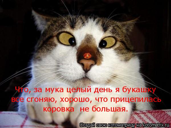 Котоматрица: Что, за мука целый день я букашку  все сгоняю, хорошо, что прицепилась  коровка  не большая.