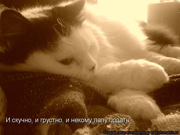 И скучно, и грустно, и некому лапу подать...... Котоматрица: И скучно, и грустно, и некому лапу подать...