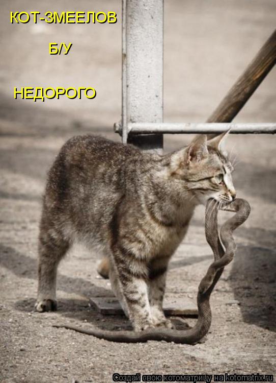 КОТ-ЗМЕЕЛОВ Б/У НЕДОРОГО... Котоматрица: КОТ-ЗМЕЕЛОВ Б/У НЕДОРОГО