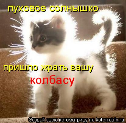 пуховое солнышко пришло жрать вашу колбасу... Котоматрица: пуховое солнышко пришло жрать вашу колбасу