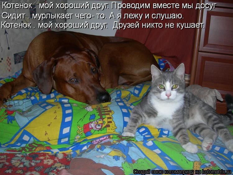 Котоматрица: Котенок – мой хороший друг. Проводим вместе мы досуг   Котенок – мой хороший друг. Проводим вместе мы досуг   Сидит – мурлыкает чего- то. А я 