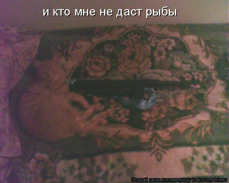 Котоматрица: и кто мне не даст рыбы