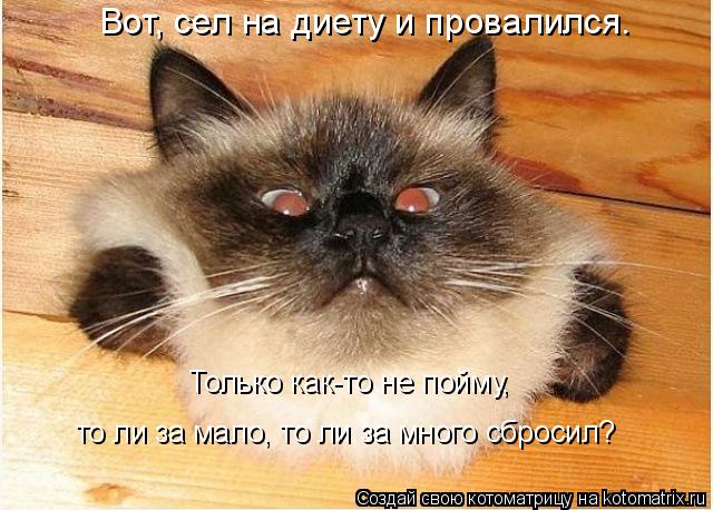 Котоматрица: Вот, сел на диету и провалился. Только как-то не пойму, то ли за мало, то ли за много сбросил?