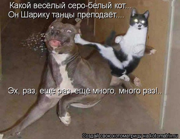 Котоматрица: Какой весёлый серо-белый кот... Он Шарику танцы преподаёт.... Эх, раз, ещё раз, ещё много, много раз!..