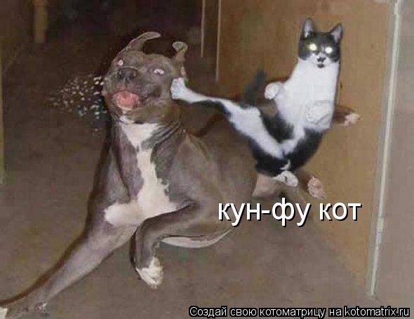 Котоматрица: кун-фу кот