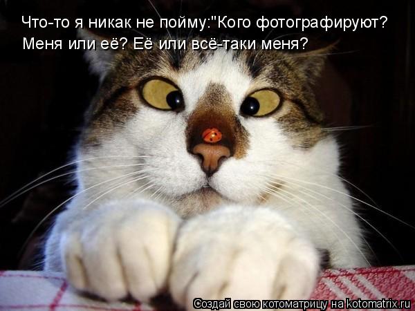 Котоматрица: Что-то я никак не пойму:"Кого фотографируют?  Меня или её? Её или всё-таки меня?