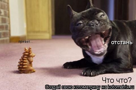 Котоматрица: Что что? привет... отстань