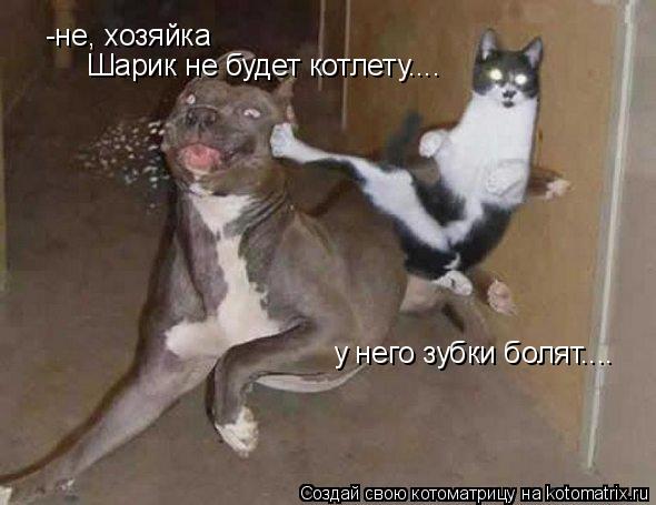 Котоматрица: -не, хозяйка Шарик не будет котлету.... у него зубки болят....