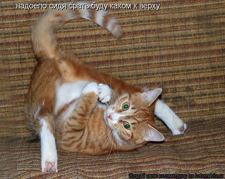 надоело сидя срать буду каком к верху... Котоматрица: надоело сидя срать буду каком к верху