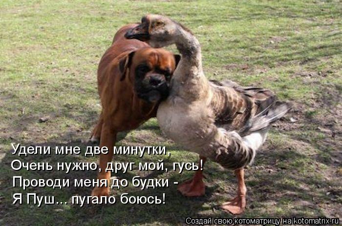 Котоматрица: Удели мне две минутки, Очень нужно, друг мой, гусь! Проводи меня до будки - Я Пуш... пугало боюсь!
