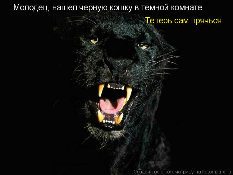 Котоматрица: Молодец, нашел черную кошку в темной комнате. Теперь сам прячься
