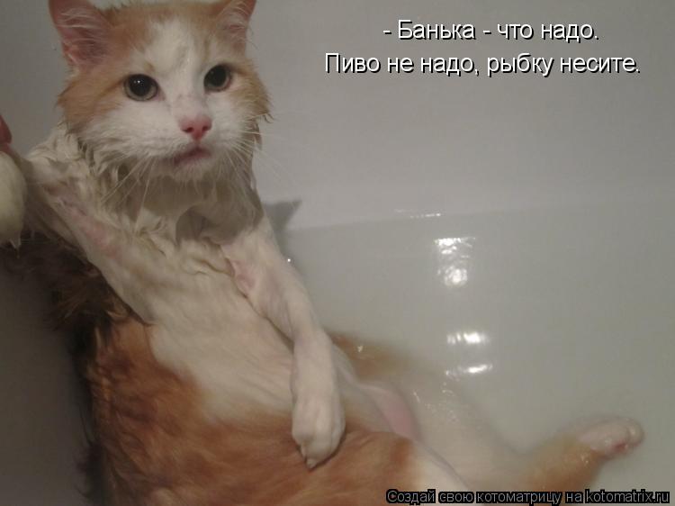 Котоматрица: - Банька - что надо. Пиво не надо, рыбку несите.