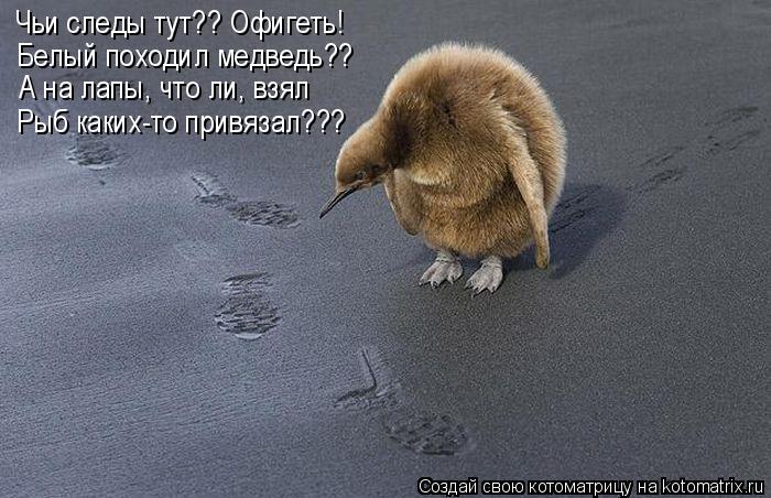 Чьи следы тут?? Офигеть! Белый походил медведь?? А на лапы, что ли, взял Рыб каких-то привязал???... Котоматрица: Чьи следы тут?? Офигеть! Белый походил медведь?? А на лапы, что ли, взял Рыб каких-то привязал???