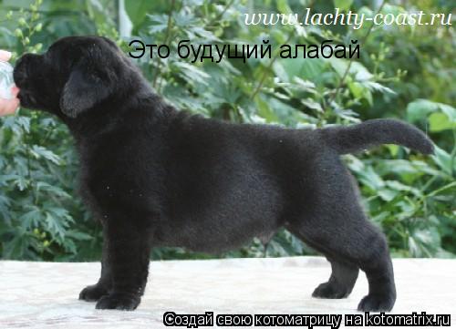 Котоматрица: Это будущий алабай