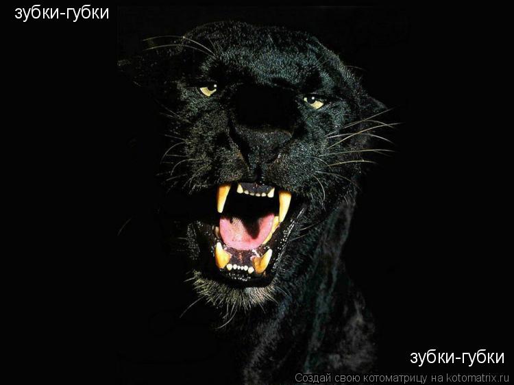 Котоматрица: зубки-губки зубки-губки