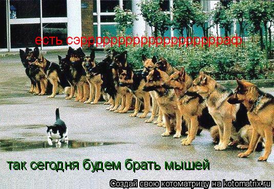 Котоматрица: так сегодня будем брать мышей есть сэррррррррррррррррррраф