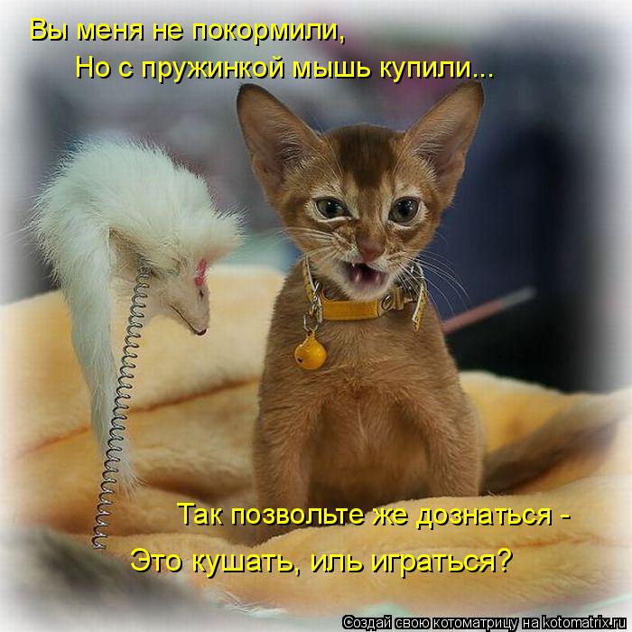 Котоматрица: Вы меня не покормили, Но с пружинкой мышь купили... Так позвольте же дознаться - Это кушать, иль играться?