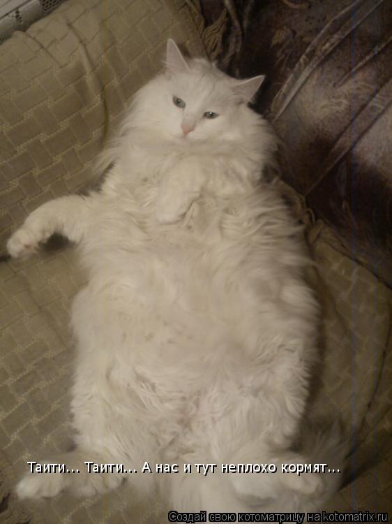 Котоматрица: Таити... Таити... А нас и тут неплохо кормят...