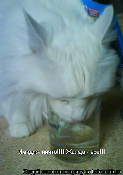 Котоматрица: Имидж - ничто!!!! Жажда - всё!!!!