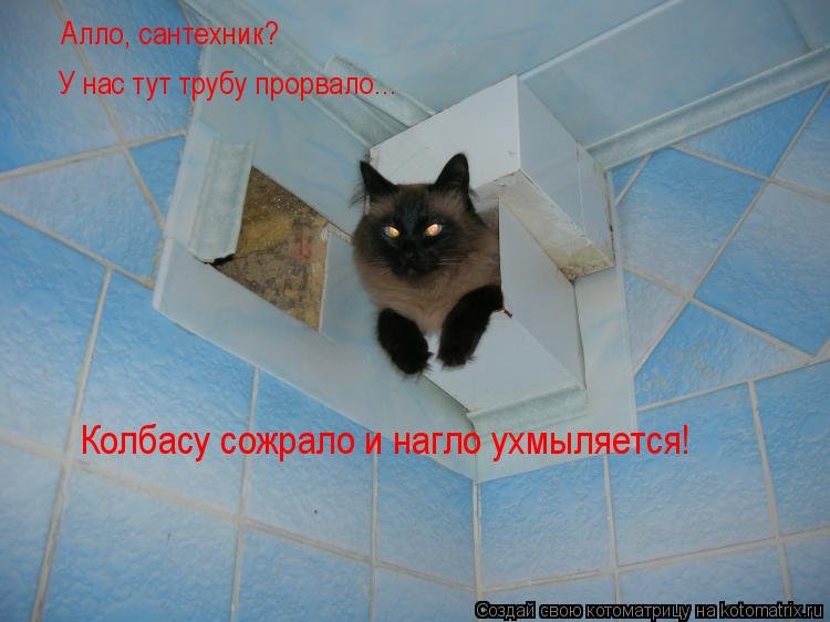 Котоматрица: Алло, сантехник? У нас тут трубу прорвало... Колбасу сожрало и нагло ухмыляется!