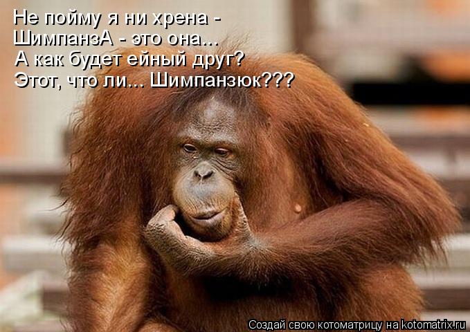 Не пойму я ни хрена - ШимпанзА - это она... А как будет ейный друг? Этот, что ли... Шимпанзюк???... Котоматрица: Не пойму я ни хрена - ШимпанзА - это она... А как будет ейный друг? Этот, что ли... Шимпанзюк???
