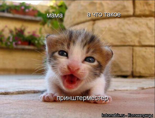 Котоматрица: мама а что такое принштерместер
