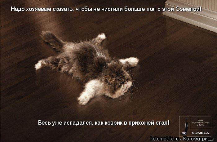 Котоматрица: Надо хозяевам сказать, чтобы не чистили больше пол с этой Сомелой! Весь уже испадался, как коврик в прихожей стал!