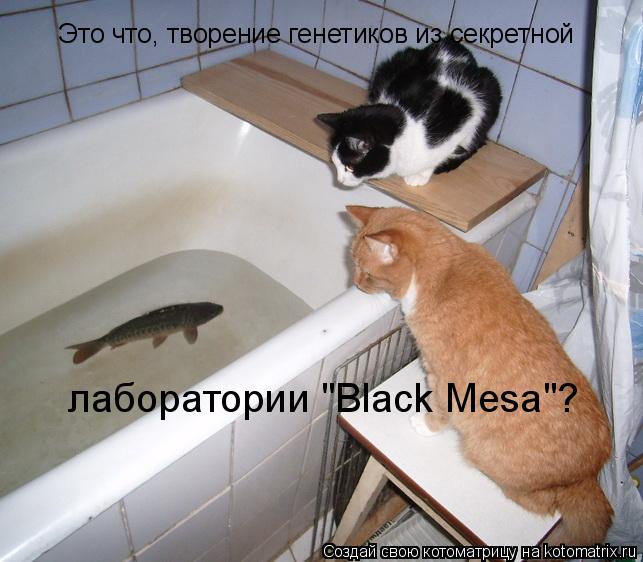Котоматрица: Это что, творение генетиков из секретной лаборатории "Black Mesa"?