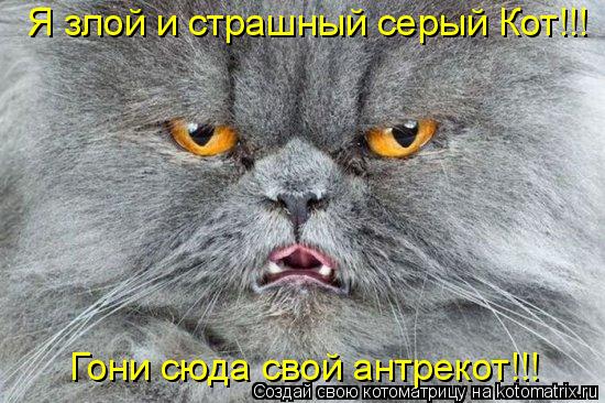 Котоматрица: Я злой и страшный серый Кот!!! Гони сюда свой антрекот!!!