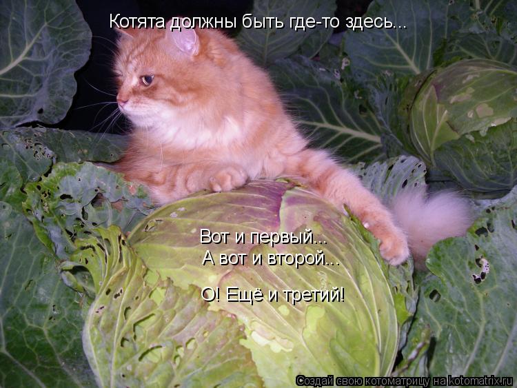 Котоматрица: Котята должны быть где-то здесь... Вот и первый... А вот и второй... О! Ещё и третий!